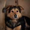 Buzz sucht ein geduldiges Zuhause