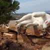 Sonnenschein Mina sucht Zuhause