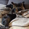 PUMPKIN -dufter Hundekumpel-