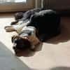 PUMPKIN -dufter Hundekumpel-