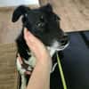 CARLOTTA -Sucht hundeerfahrenes Zuhause-