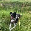 CARLOTTA -Sucht hundeerfahrenes Zuhause-