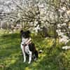 CARLOTTA -Sucht hundeerfahrenes Zuhause-