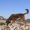 Maximos sucht ein Zuhause