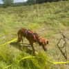 Maximos sucht ein Zuhause