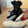 Tonia sucht ihr Für-immer-Zuhause 🐾😍