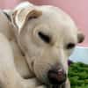 Candle sucht ein liebevolles Zuhause