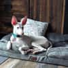 Schmusebär POGACAR sucht Kuschelplatz
