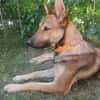SHIWA - Junghündin, Malinois-Mix, 50 cm