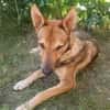 SHIWA - Junghündin, Malinois-Mix, 50 cm