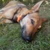 SHIWA - Junghündin, Malinois-Mix, 50 cm