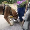 SHIWA - Junghündin, Malinois-Mix, 50 cm