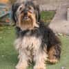 Unser Schnuckelchen TOBY