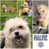 Malvie * kleine Gute-Laune-Botschafterin