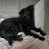 🐾💛Katy sucht ihre Menschen🐾💛