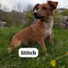Stitch wurde herzlos ausgesetzt