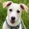 Goldiger Bibbo sucht Zuhause