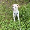 Goldiger Bibbo sucht Zuhause