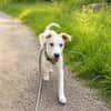 Goldiger Bibbo sucht Zuhause