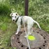 Goldiger Bibbo sucht Zuhause