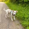 Goldiger Bibbo sucht Zuhause