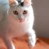 Ibis, langhaariger Kuschelkater, 1 J.