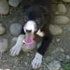 toby