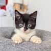 Petitchou