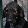 ARCANIN