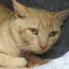 ROUCKIN