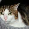 NOOPY A17078
