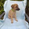WILLA, chiot femelle Berger Créole