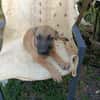 WILDER, chiot mâle Berger Créole