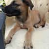 WILDER, chiot mâle Berger Créole