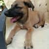 WILDER, chiot mâle Berger Créole