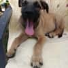 WILDER, chiot mâle Berger Créole