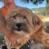 LEON, adorable petit chien