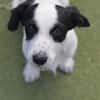 Welpenjunge AMAN