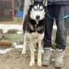 Zorro-Freundlich, sportlich und bereit
