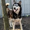 Zorro-Freundlich, sportlich und bereit