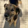 Hektor-Sensibler Deutscher Schäferhund-M
