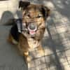 Hektor-Sensibler Deutscher Schäferhund-M