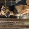 Hektor-Sensibler Deutscher Schäferhund-M