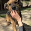 Hektor-Sensibler Deutscher Schäferhund-M