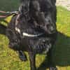 Monty, Lakritznase sucht ♥