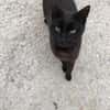 Lee, ein stolzer Kater
