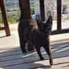 Lee, ein stolzer Kater
