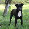 Levi träumt vom Körbchen mit Garten