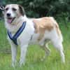 Willow ist ein fröhlicher Familienhund
