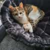 Kaya sucht ein neues Zuhause